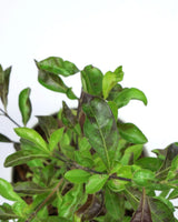 Golden Duranta plant price, Unlimited Greens