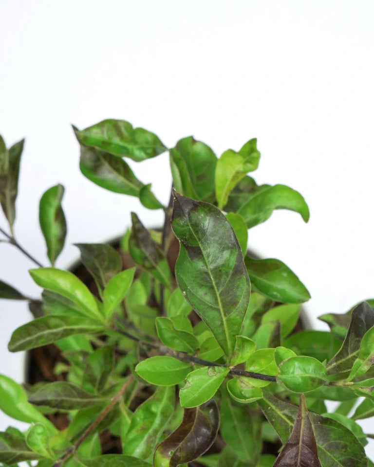 Golden Duranta plant price, Unlimited Greens