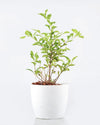 Golden Duranta Plant - Unlimited Greens