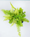 Golden Fern plant, Unlimited Greens