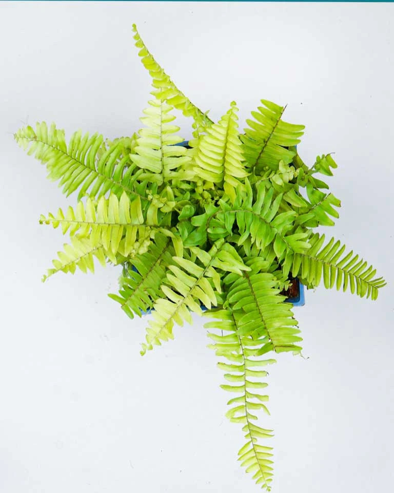 Golden Fern plant, Unlimited Greens
