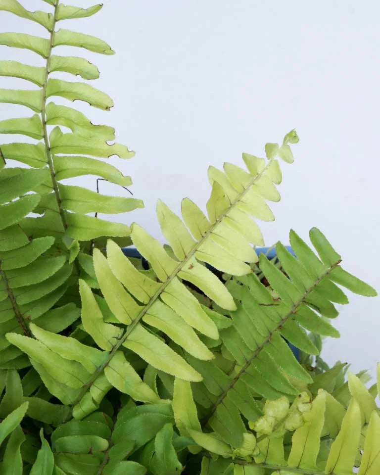 Golden Fern plant India - Unlimited Greens
