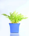 Golden Fern Plant online - Unlimited Greens