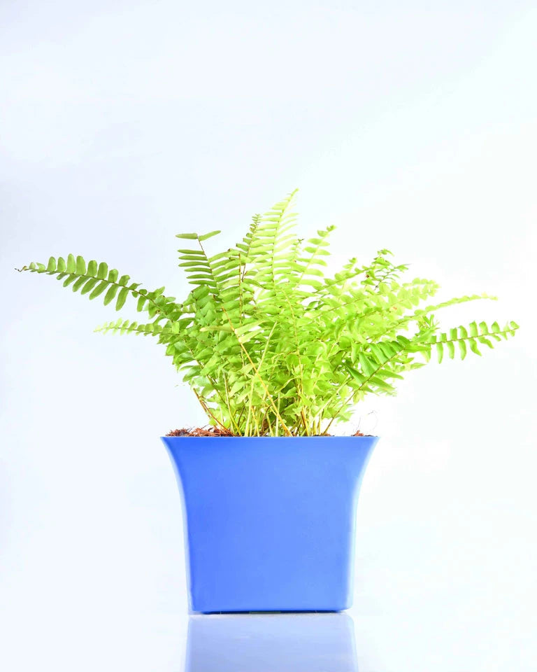 Golden Fern Plant online - Unlimited Greens
