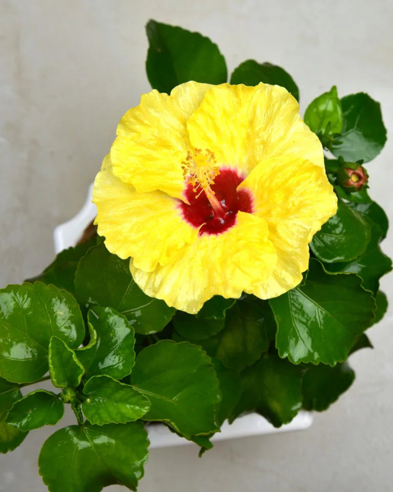 Yellow Hibiscus plant online - Unlimited Greens