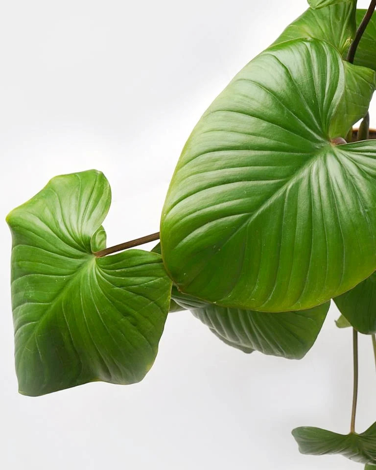 Homalomena plant online Unlimited Greens