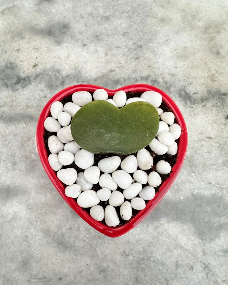 Hoya Heart Valentine Day Gift
