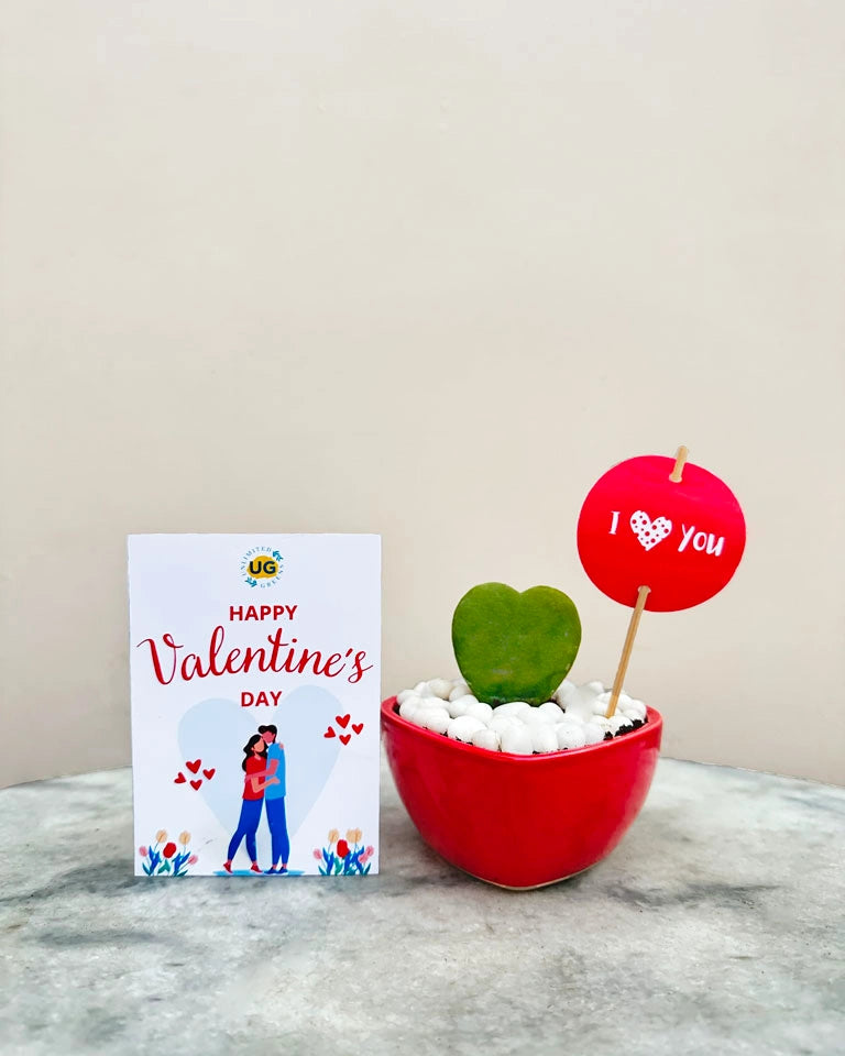 Hoya Heart Valentine Day Gift