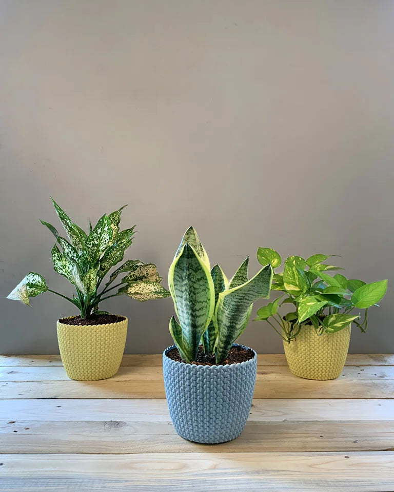 Best Indoor Plants Combo