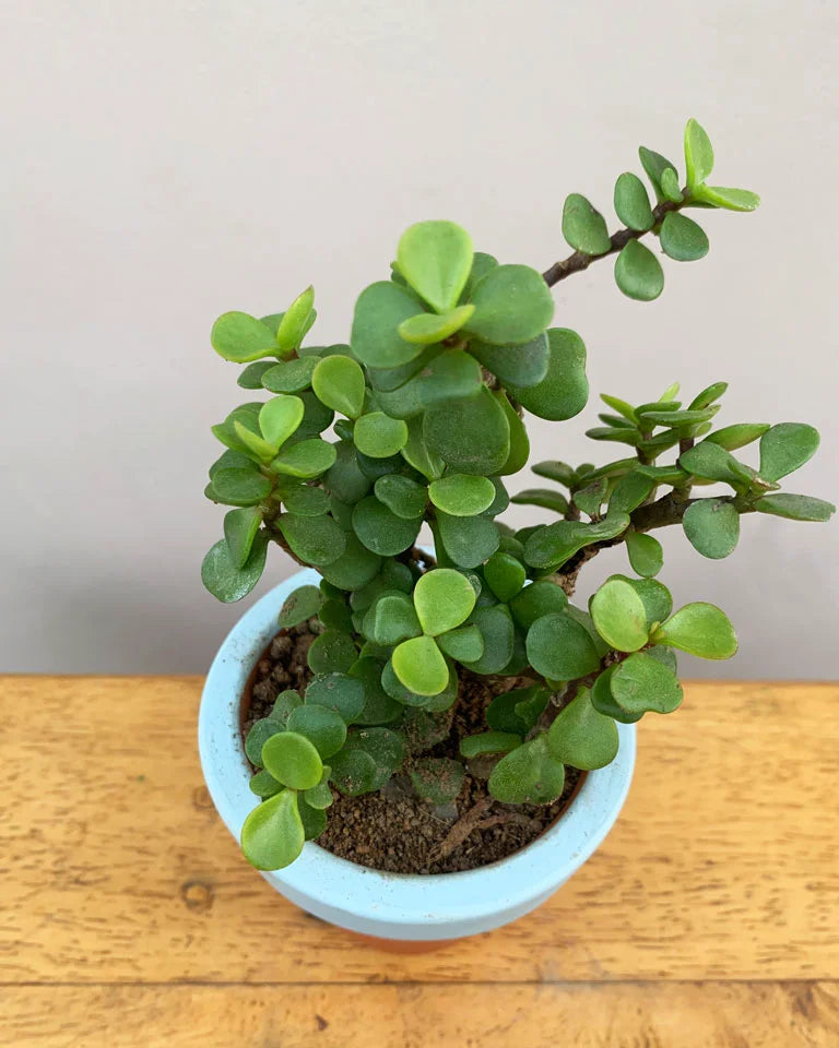 Jade Plant With Terracotta Planter
