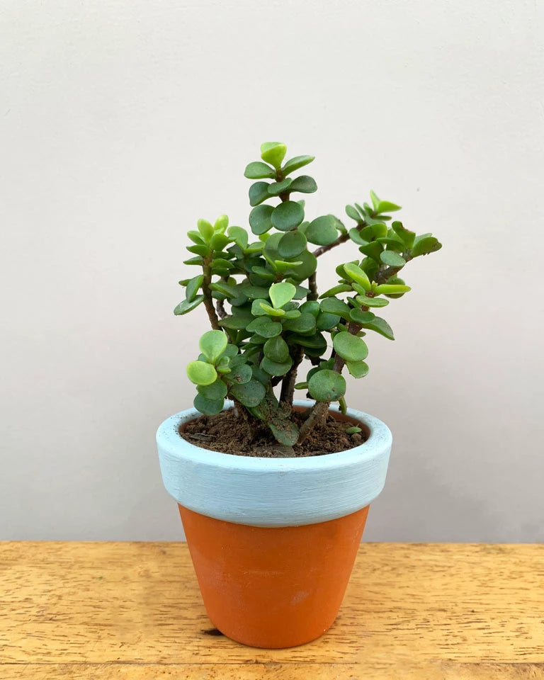 Jade Plant With Terracotta Planter