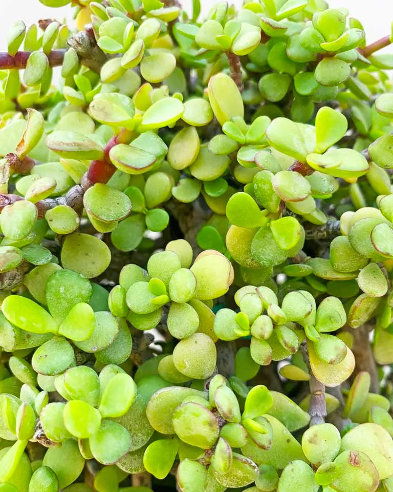round leaf jade plant Jade Ball Plant – unlimitedgreens
