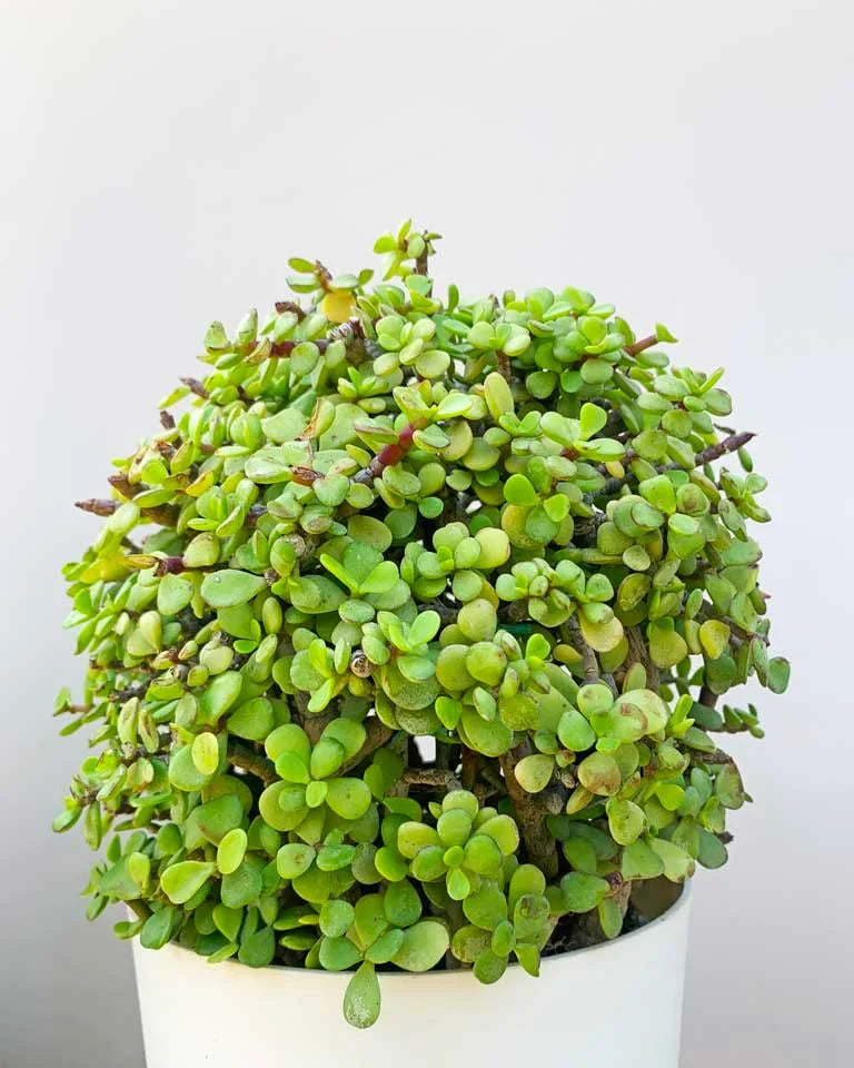 round jade plant Jade Ball Plant – unlimitedgreens