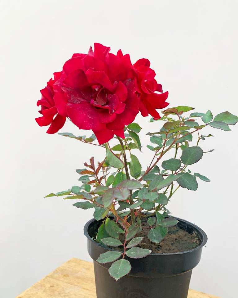 Kashmiri Rose Plant
