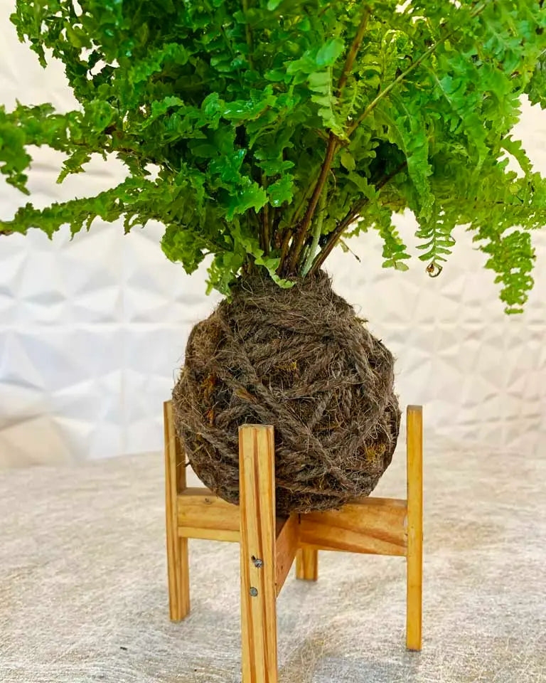 Kokedama Boston Fern With A Wooden Stand