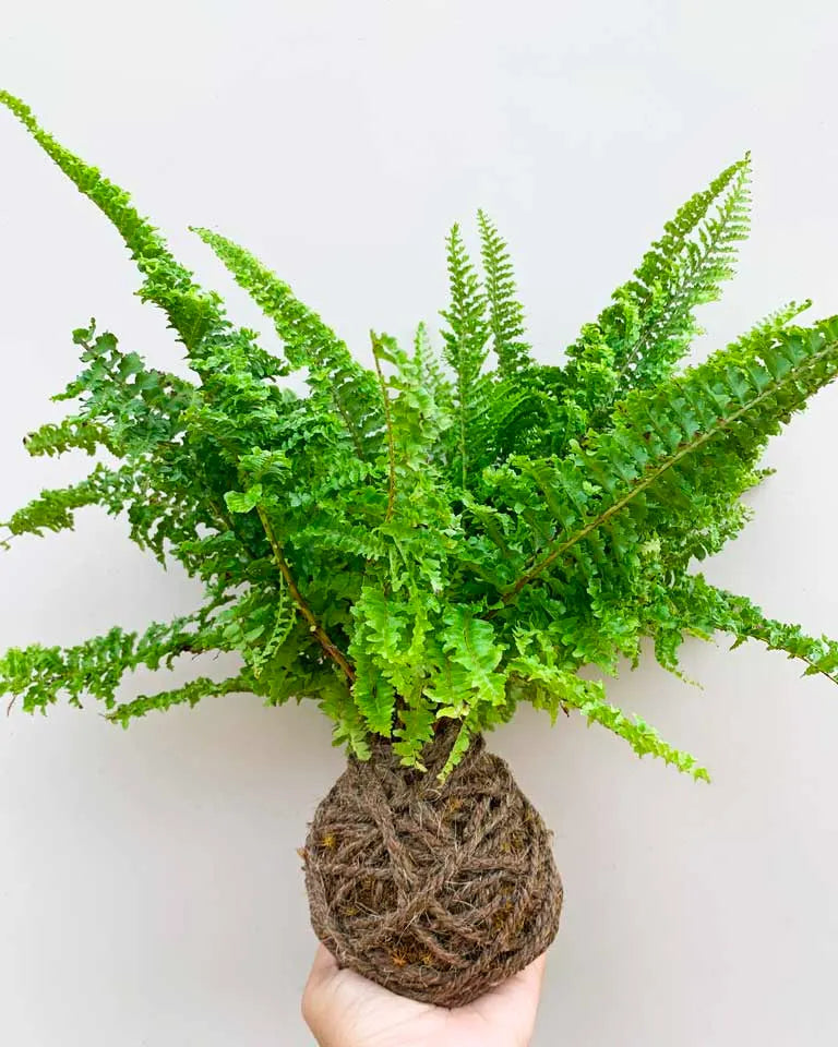 Kokedama Boston Fern With A Wooden Stand