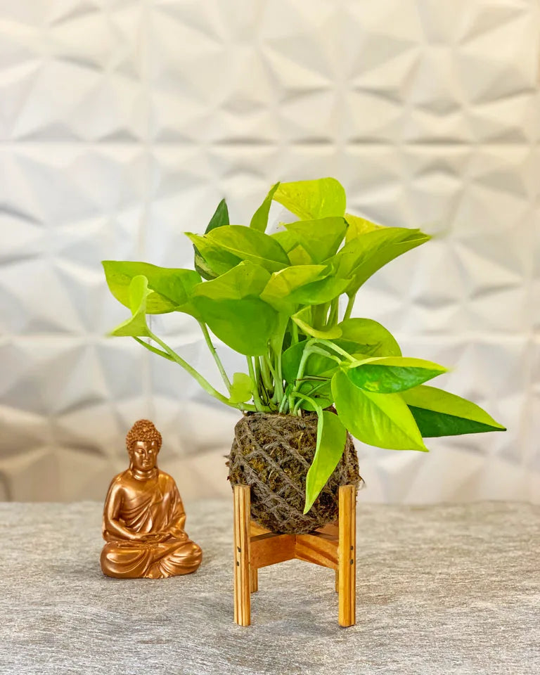 Kokedama Money Plant With Wooden Stand
