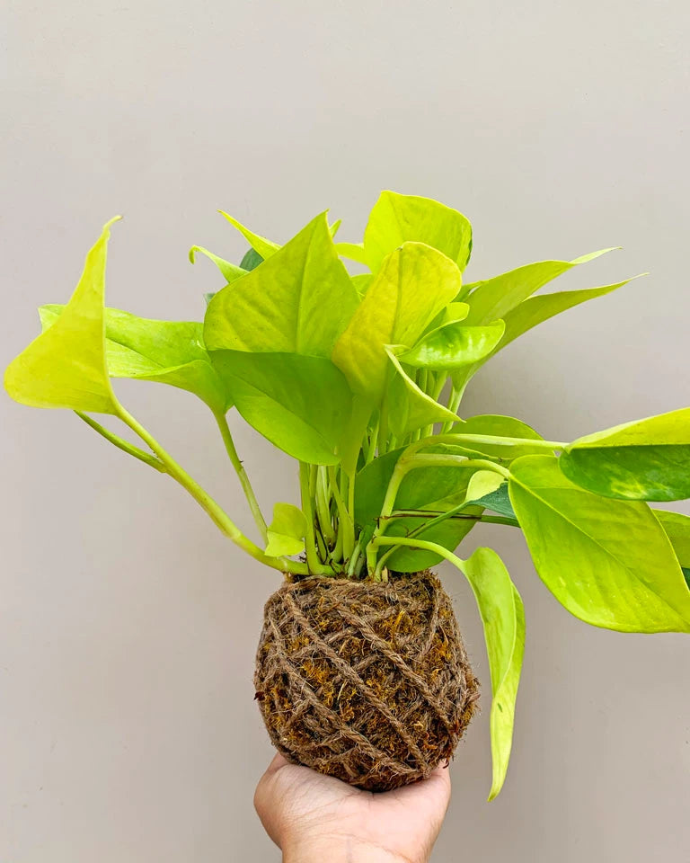 Kokedama Money Plant With Wooden Stand