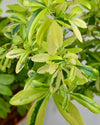 Lemonia Variegated plant online - Unlimited Greens