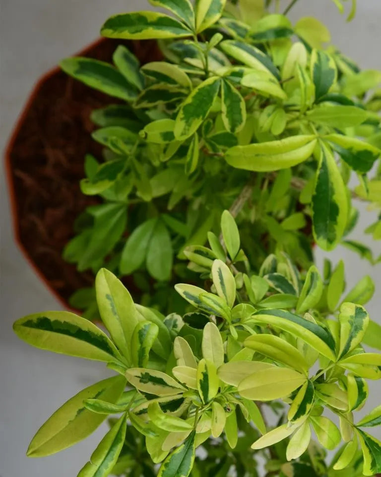 Lemonia Variegated Plant
