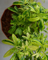 Lemonia Variegated plant, Unlimited Greens