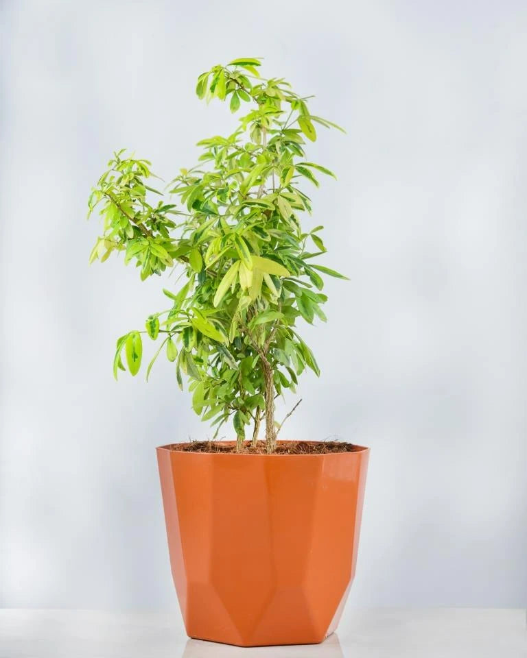 Lemonia Variegated Plant