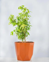 Lemonia Variegated - Unlimited Greens