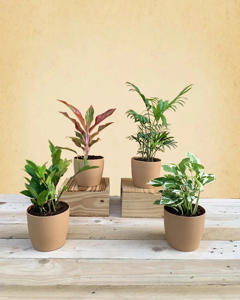 Living Room Plants combo, Unlimited Greens