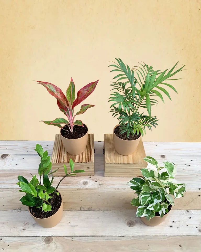 Living Room Plants Combo