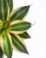 Lotus Cactus Online - Unlimited Greens