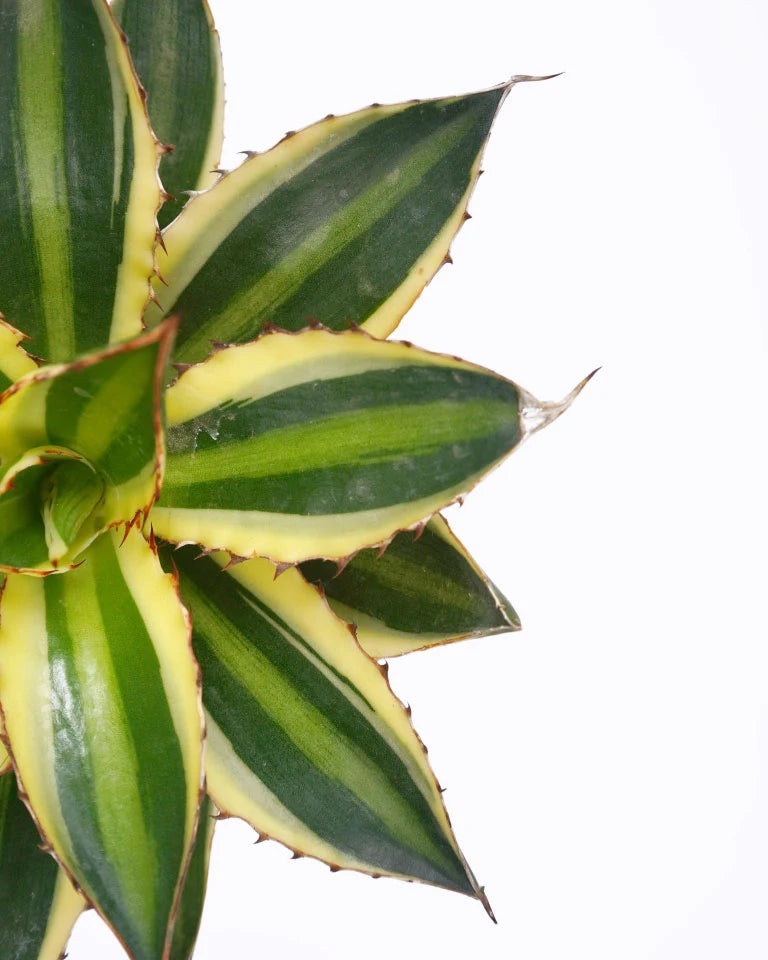 Lotus Cactus Online - Unlimited Greens