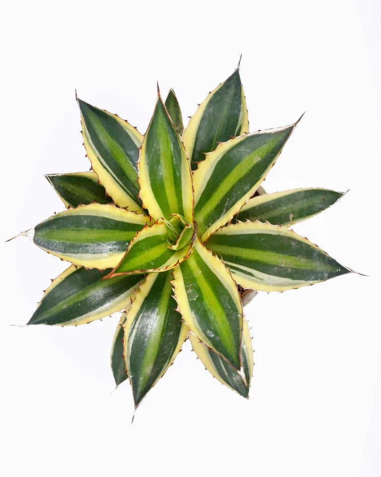 Agave Variegated Plant