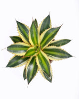 Lotus cactus plant images, Unlimited Greens