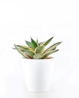 Lotus Cactus Online - Unlimited Greens