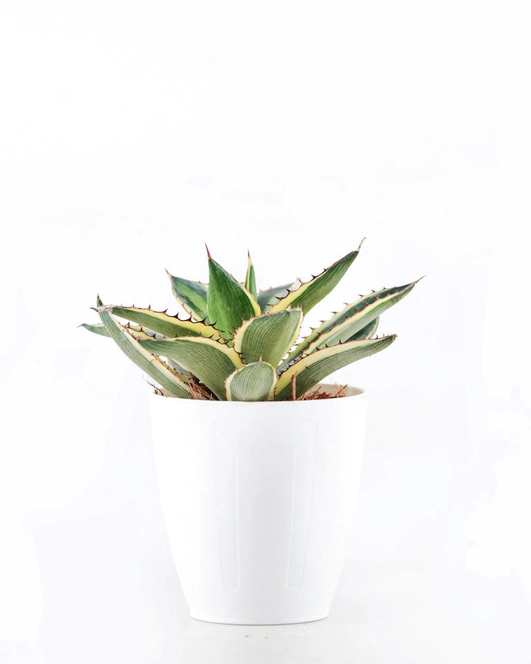 Lotus Cactus Online - Unlimited Greens