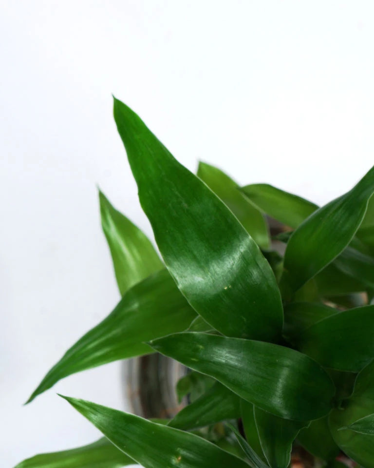 Lucky Bamboo 3 layer, Unlimited Greens