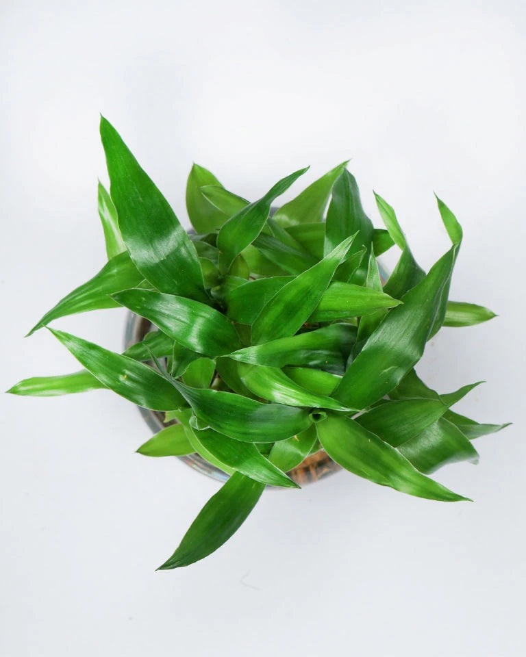Lucky Bamboo 2 Layer Feng Shui Plant With Acrylic Pot and Stones