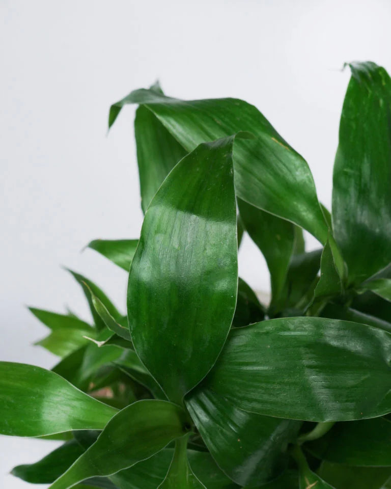 Lucky bamboo plant