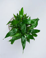 Buy Lucky Bamboo online
