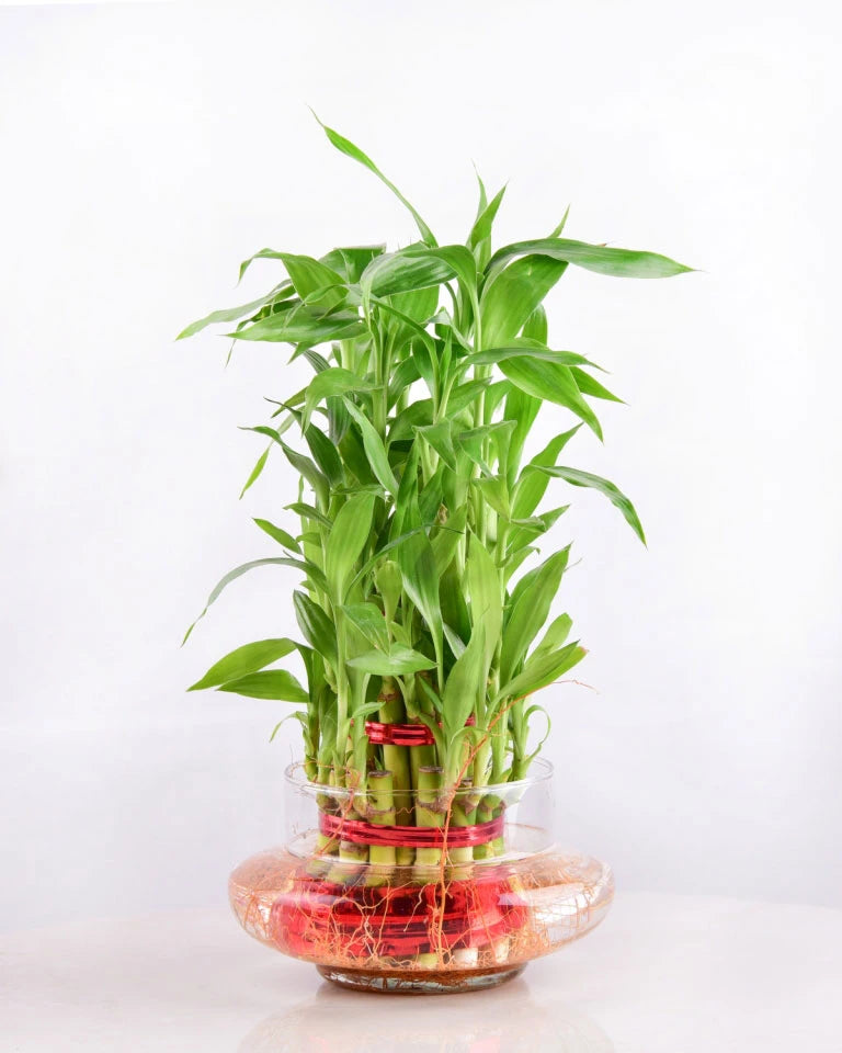buy lucky bamboo plant online