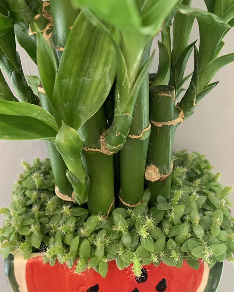 Lucky Bamboo With Watermelon Pot
