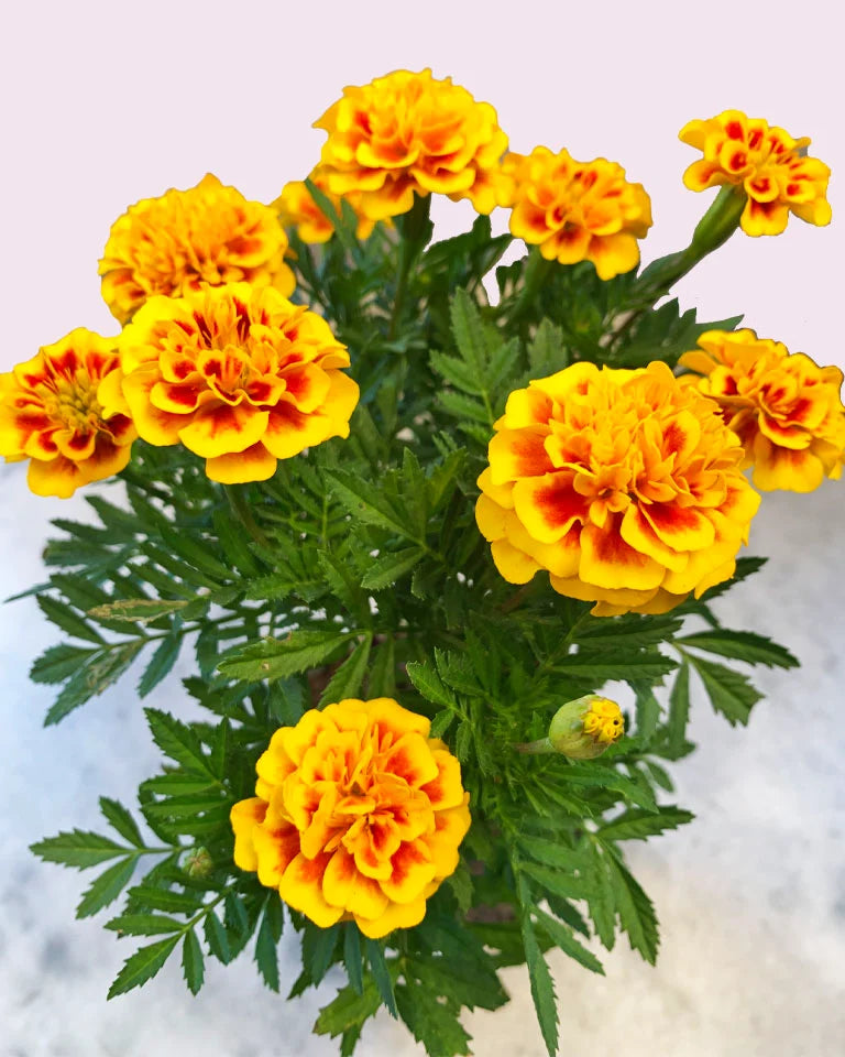 Marigold Bonanza Flowering Plant