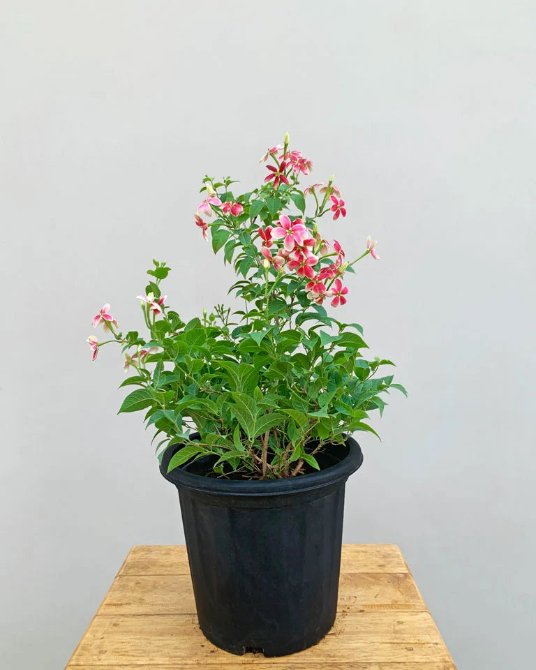 Madhu Malti Dwarf, Unlimited Greens