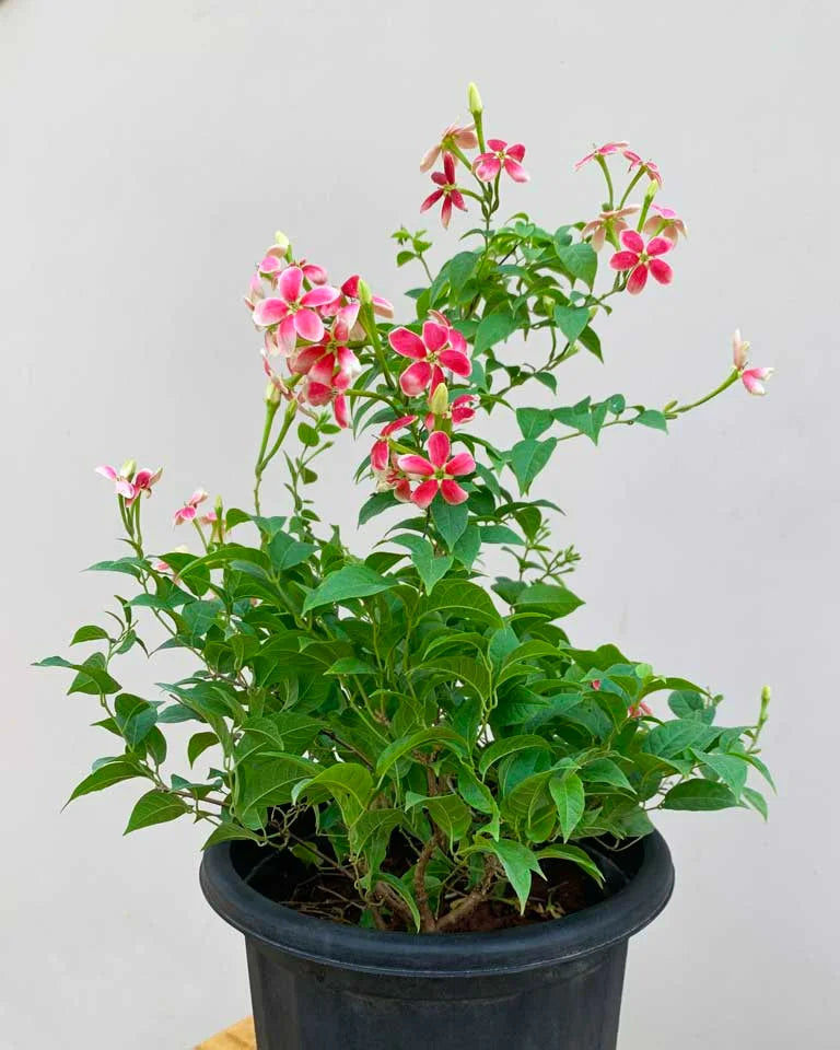 Rangoon Creeper Online, Unlimited Greens