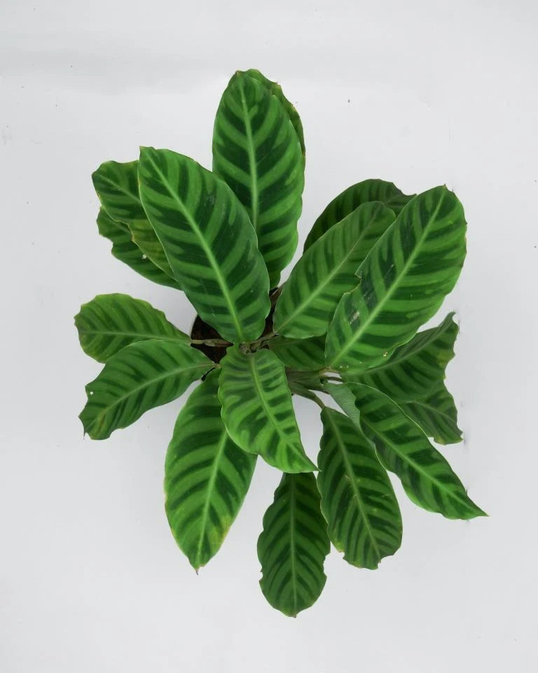 Maranta Calathea Plant