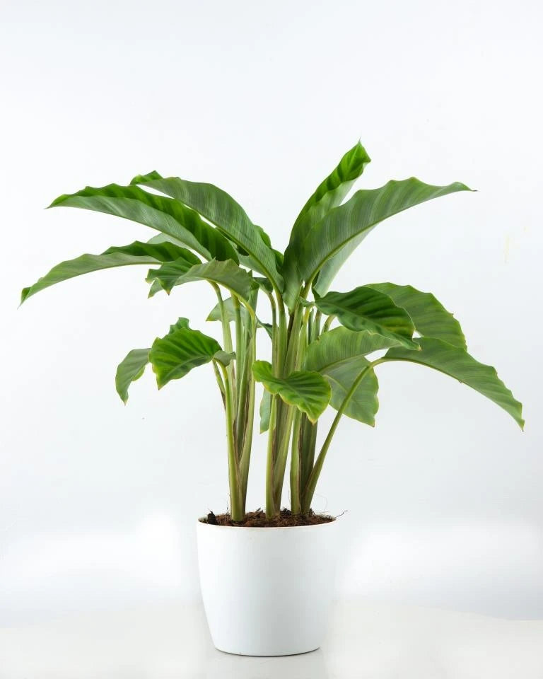 Maranta Calathea Plant