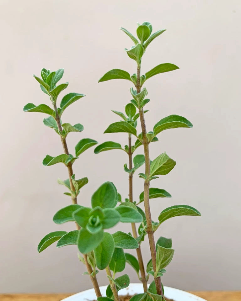 Marjoram Plant