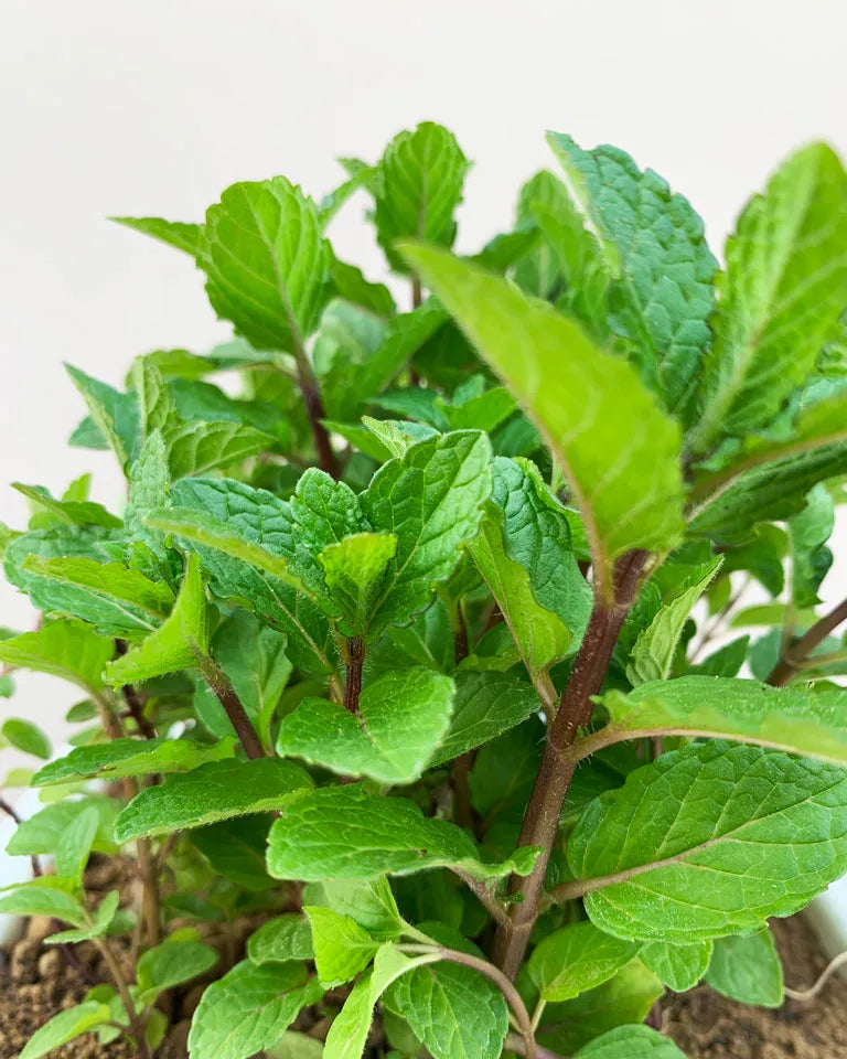 Mint plant buy online, Unlimited Greens