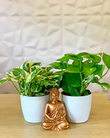  Money Plant online