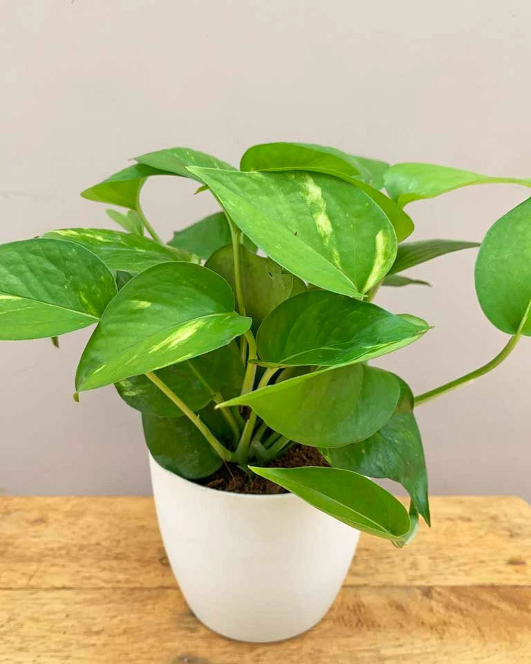  Money Plant online